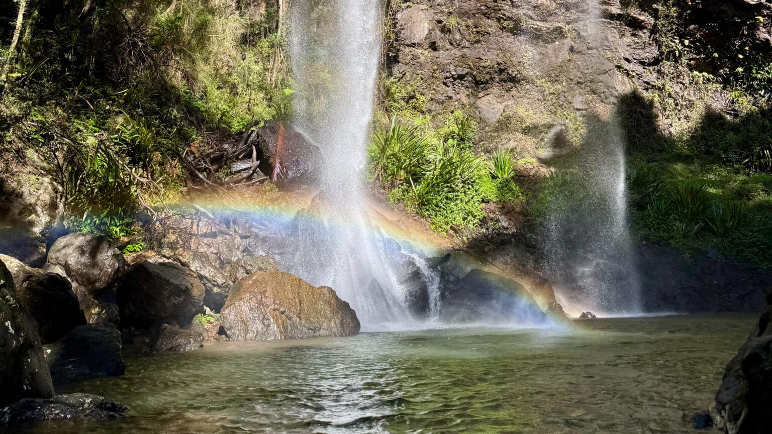 Springbrook National Park Ultimate Guide | Paradise Tours